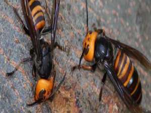 虎头蜂马蜂胡蜂的区别-鬼黄蜂和虎黄蜂有什么区别？