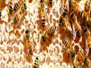 男人吃蜂巢蜜的作用与功效-女性长期吃蜂箱有什么副作用？