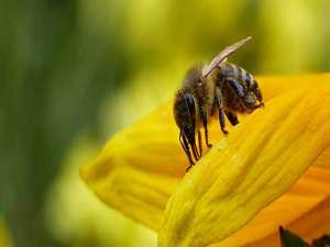 去蜂毒的方法-蜂毒疗法是骗局吗？