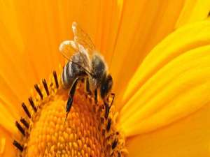 仁济堂蜂疗功效-蜂疗对身体有害吗？