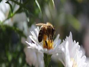 蜂疗对身体有没有什么副作用-蜂疗有哪些危害和副作用？