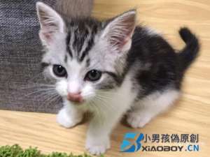 猫咪发情如何处理？猫咪发情的解决办法