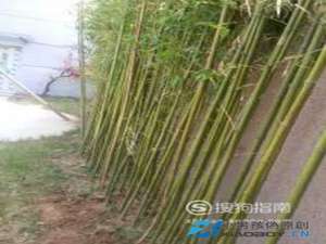 竹子怎么养？竹子旺盛养殖方法