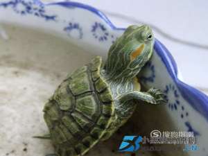 巴西龟冬眠要放水吗？