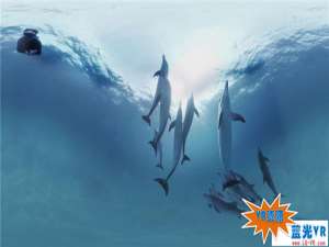 与海豚一起游泳 73MB 极限刺激类VR视频