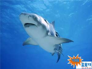 探秘海底鲨鱼 271MB 极限刺激类VR视频