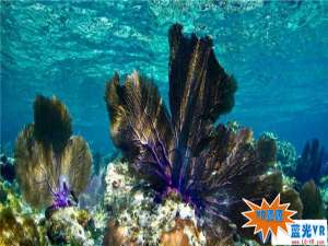 拯救珊瑚礁VR视频下载 141MB 环球旅行类