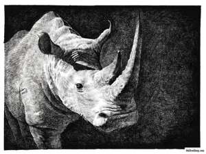 犀牛素描动物素描手绘
