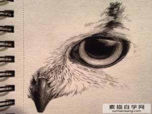 用彩色铅画的逼真猫头鹰眼睛素描