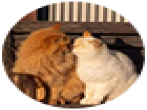 探索Elastic Search：强大的开源搜索引擎，详解及使用