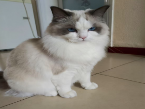 【HarmonyOS Next之旅】DevEco Studio使用指南(三十三) -＞ 构建任务