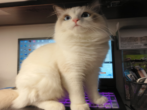 【HarmonyOS Next之旅】DevEco Studio使用指南(三十二) -＞ 构建系统生命周期_deveco studio项目层级