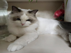 【HarmonyOS Next之旅】DevEco Studio使用指南(三)_deveco怎么修改api版本为11