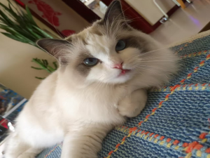 【HarmonyOS Next之旅】DevEco Studio使用指南(三十八) -＞ 构建HAR_deveco-studio 如何使用release模式