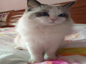 【HarmonyOS Next之旅】DevEco Studio使用指南(一)_devecostudio教程