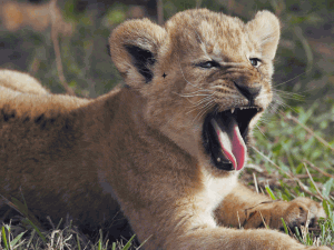 python小课堂（一）_在python中,不是print(表达式)的功能是