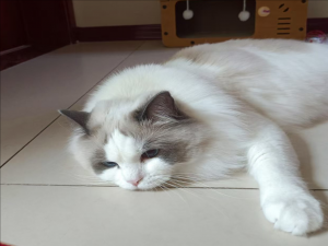 【Qt开发】信号与槽（一）