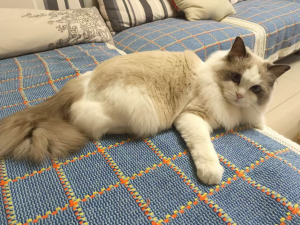 【HarmonyOS Next之旅】DevEco Studio使用指南(三十六) -＞ 配置构建(三)_deveco build hap时指定product不用default product