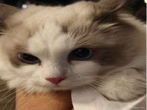 【在Linux世界中追寻伟大的One Piece】IP分片和组装的具体过程