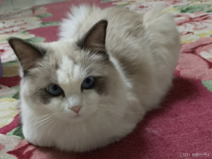 【在Linux世界中追寻伟大的One Piece】Socket编程TCP