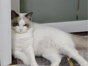 【HarmonyOS Next之旅】DevEco Studio使用指南(六)_deveco studio中  service widget模板 在哪