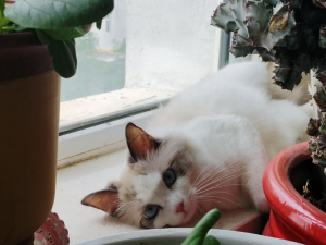 【HarmonyOS Next之旅】DevEco Studio使用指南(二十二)_deveco studio 编译 hsp