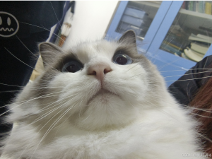 【HarmonyOS Next之旅】DevEco Studio的安装与环境配置_deveco studio配置