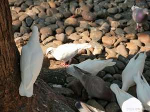 矩阵魔法：如何通过矩阵乘法实现图像变换(含代码)_图像变换矩阵