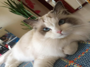 【HarmonyOS Next之旅】DevEco Studio使用指南(三十四) -＞ 配置构建(一)_deveco studio generate all build profiles