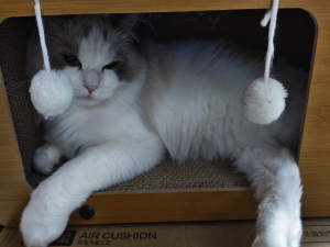 【HarmonyOS Next之旅】DevEco Studio使用指南(二十七) -＞ 开发云函数_harmonyos云函数名自动转换为大写