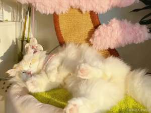 【C++】优先队列（Priority Queue）全知道_c++优先队列