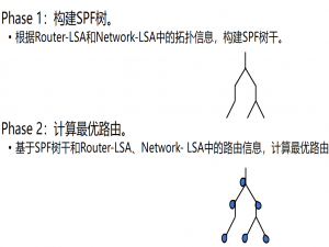 OSPF域内路由_router lsa