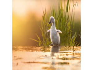 Unity 多人游戏框架学习系列六