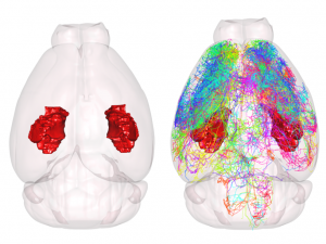 科研绘图（二）：R 语言实现小鼠脑图谱 3D 渲染，附完整代码与数据获取指南