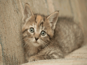 MySQL数据库基础：从零开始的第一步【Linux】