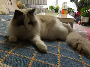 【Qt开发】Qt的背景介绍（一）