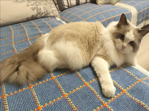 【HarmonyOS Next之旅】DevEco Studio使用指南(四十一) -＞ 获取自定义编译参数