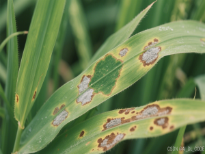 【YOLOv11工业级实战】06. YOLOv11农业实战：病虫害叶片识别（微信小程序+云平台实时监测｜轻量化部署）