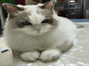 【HarmonyOS Next之旅】DevEco Studio使用指南(二十八) -＞ 开发云对象