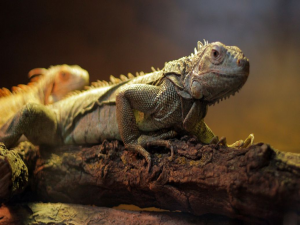 .NET 实现爬虫最优方案：从基础到高级的全面指南_ASP.NET Core抓取网页数据技巧