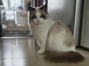 【金仓数据库征文】MySQL 与 KingbaseES 的华丽转身：揭秘迁移路上的最佳实践秘籍_mysql迁移kingbase