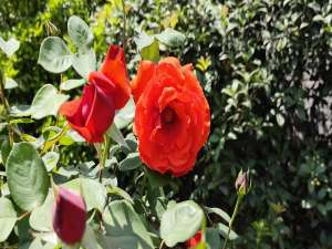 27、Session有什么重⼤BUG？微软提出了什么⽅法加以解决？_数据放在session 不安全