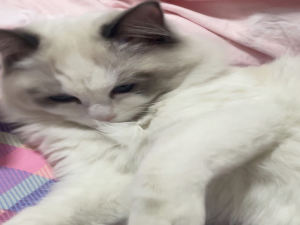 【HarmonyOS Next之旅】DevEco Studio使用指南(二十五) -＞ 端云一体化开发 -＞ 业务介绍(二)_鸿蒙端侧云数据库调用elinux 安全策略限制