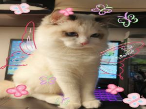 【HarmonyOS Next之旅】DevEco Studio使用指南(三十)_deveco studio使用教程