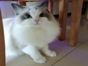 【HarmonyOS Next之旅】DevEco Studio使用指南(四十) -＞ 灵活定制编译选项_鸿蒙多个页面怎么指定编译