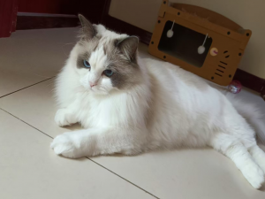 【Qt开发】Qt的背景介绍（三）-＞ 认识Qt Creator