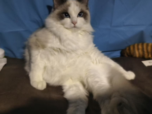 【HarmonyOS Next之旅】DevEco Studio使用指南(二十六) -＞ 创建端云一体化开发工程_deveco cloud下载