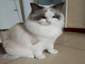 【金仓数据库征文】必看！轻松搞定 KingbaseES 数据库安装秘籍(Windows 系统版)_kingbase windows 安装