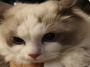 【C++航海王：追寻罗杰的编程之路】哈希的应用——位图 | 布隆过滤器