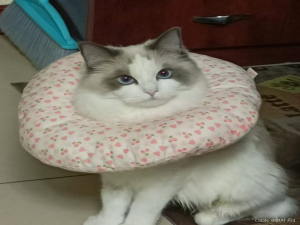 【HarmonyOS Next之旅】基于ArkTS开发(三) -＞ 兼容JS的类Web开发(六) -＞ CSS动画